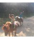 baby poney de 3 à 6 ans en demi-journée