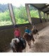 baby poney de 3 à 6 ans en demi-journée